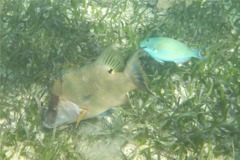 Hogfish - Hogfish - Lachnolaimus maximus