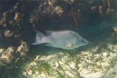 Hogfish - Hogfish - Lachnolaimus maximus