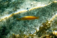 Wrasse - Yellowhead Wrasse - Halichoeres garnoti