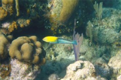 Wrasse - Yellowhead Wrasse - Halichoeres garnoti