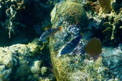 Wrasse - Puddingwife - Halichoeres radiatus