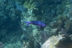 Wrasse - Creole Wrasse - Clepticus parrae