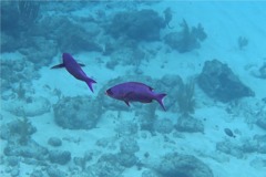 Wrasse - Creole Wrasse - Clepticus parrae