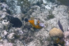 Filefish - Whitespotted Filefish - Cantherhines macrocerus