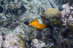 Filefish - Whitespotted Filefish - Cantherhines macrocerus