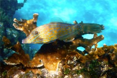 Filefish - Scrawled Filefish - Aluterus scriptus