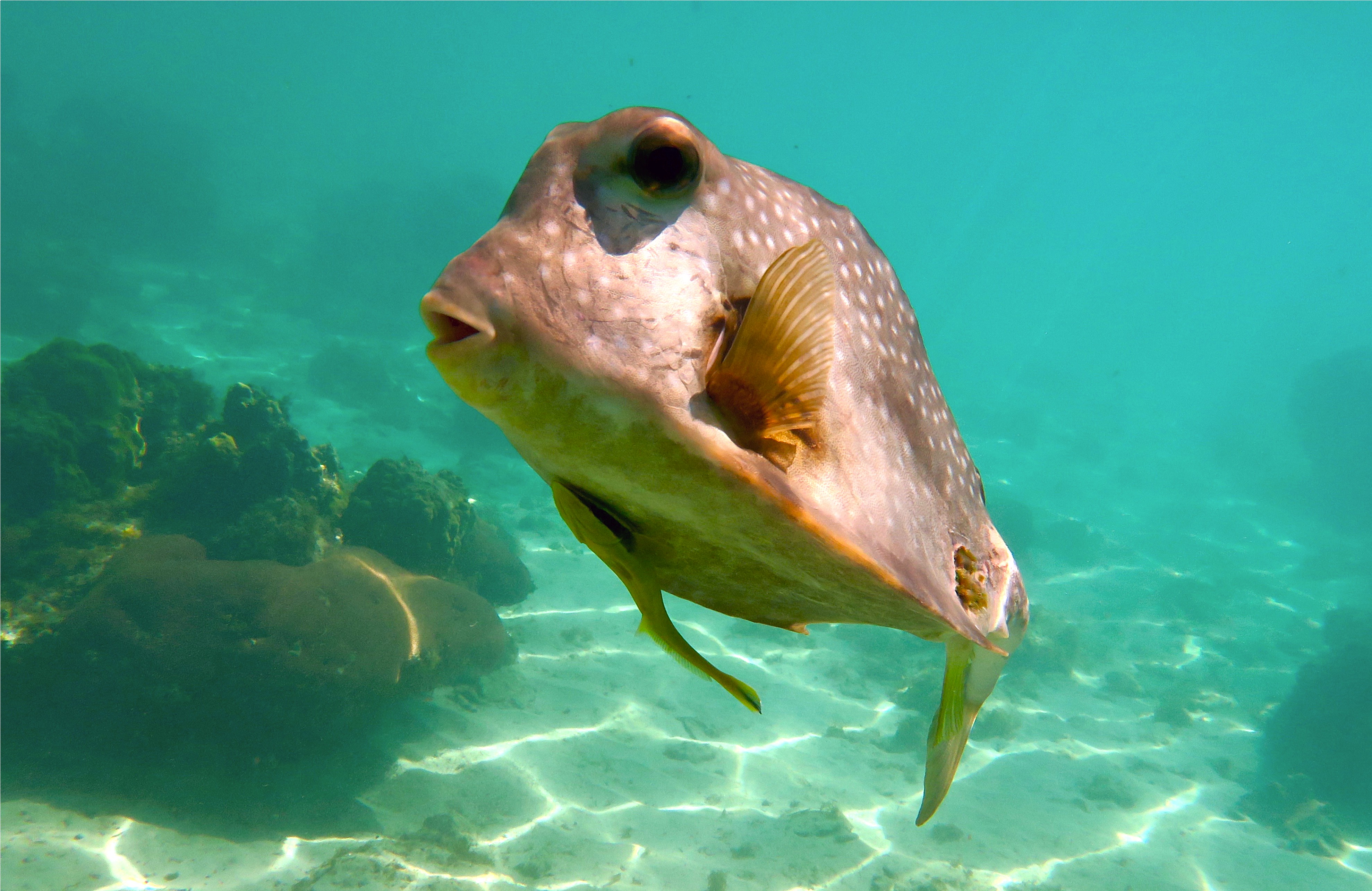Trunkfish - Buffalo Trunkfish - Lactophrys trigonus