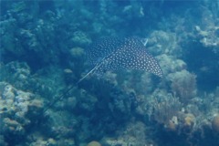 Stingrays - Spotted Eagle Ray - Aetobatus narinari