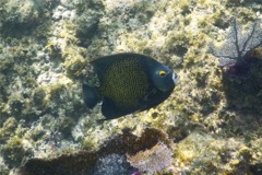 Angelfish - French Angelfish - Pomacanthus paru