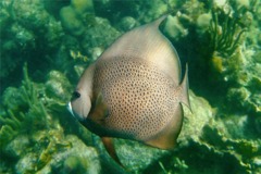 Angelfish - Gray Angelfish - Pomacanthus arcuatus