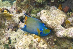 Angelfish - Queen Angelfish - Holacanthus ciliaris