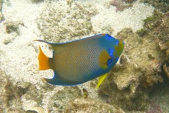 Angelfish - Queen Angelfish - Holacanthus ciliaris