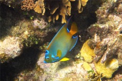 Angelfish - Queen Angelfish - Holacanthus ciliaris