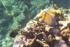 Angelfish - Queen Angelfish - Holacanthus ciliaris