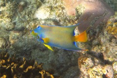 Angelfish - Queen Angelfish - Holacanthus ciliaris