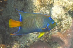 Angelfish - Queen Angelfish - Holacanthus ciliaris