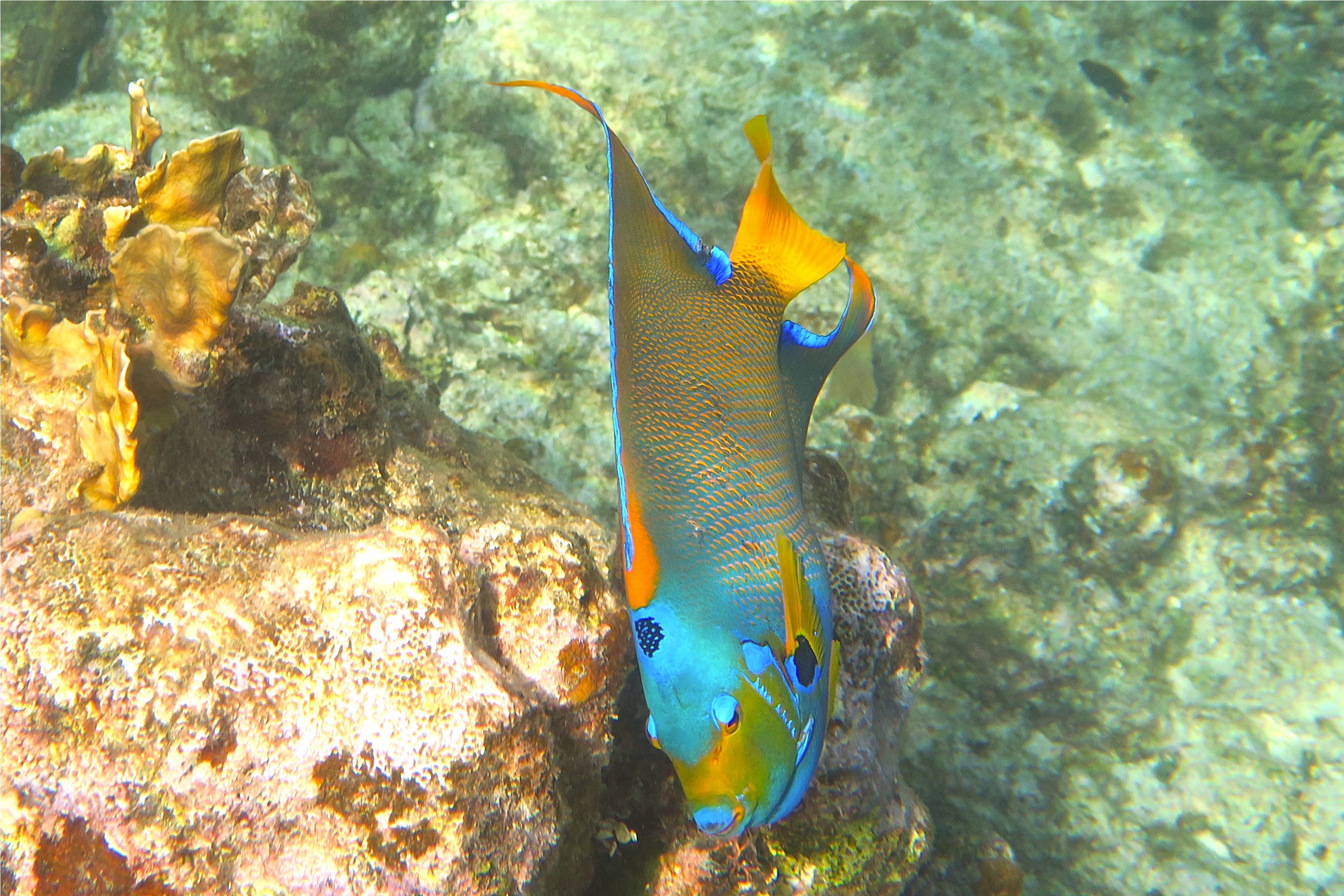 Angelfish - Queen Angelfish - Holacanthus ciliaris