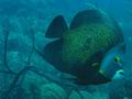 Angelfish - French Angelfish - Pomacanthus paru