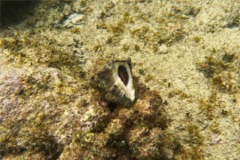 Sea Snails - Caribbean Vase - Vasum muricatum