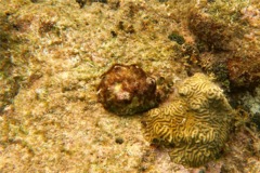 Sea Snails - Caribbean Vase - Vasum muricatum