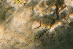 Sea Snails - Mouse Cone - Conus mus Hwass