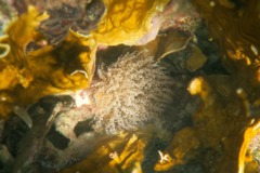 Anemones - Knobby Sea Anemone - Rhodactis lucida