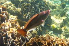 Parrotfish - Queen Parrotfish - Scarus vetula