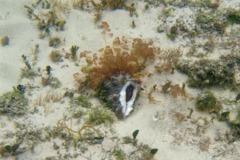 Sea Snails - Caribbean Vase - Vasum muricatum