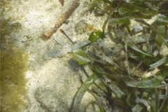 Filefish - Fringed Filefish - Monacanthus ciliatus