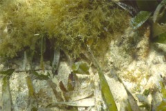 Filefish - Fringed Filefish - Monacanthus ciliatus