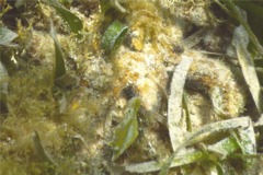 Filefish - Fringed Filefish - Monacanthus ciliatus