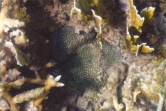 Polyp - Mat Zooanthid - Zoanthus pulchellus