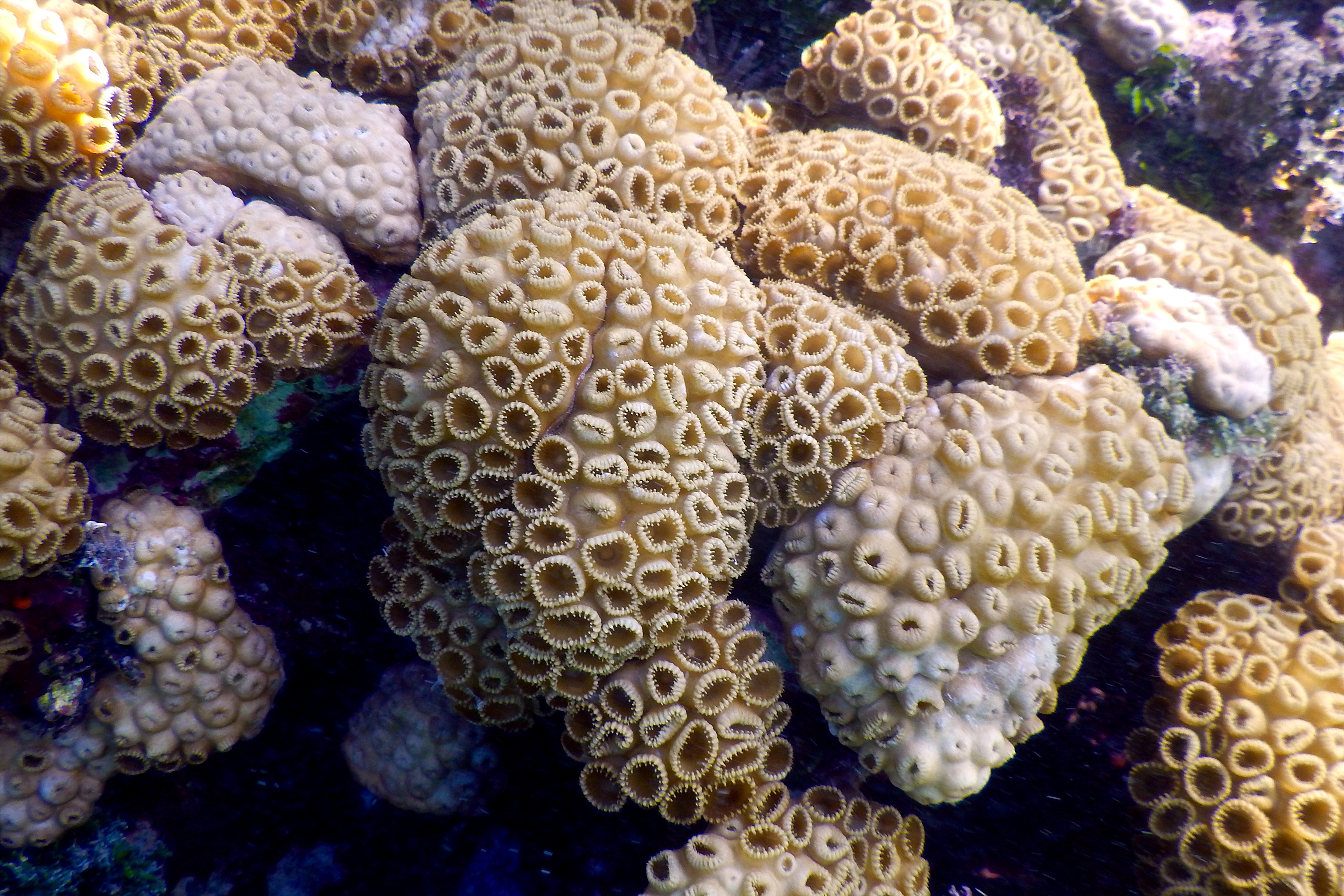 Polyp - White Encrusting Zooanthid - Polythoa caribaeorum