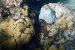 Polyp - White Encrusting Zooanthid - Polythoa caribaeorum