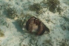 Crabs - Giant Hermit Crab - Petrochirus diogenes