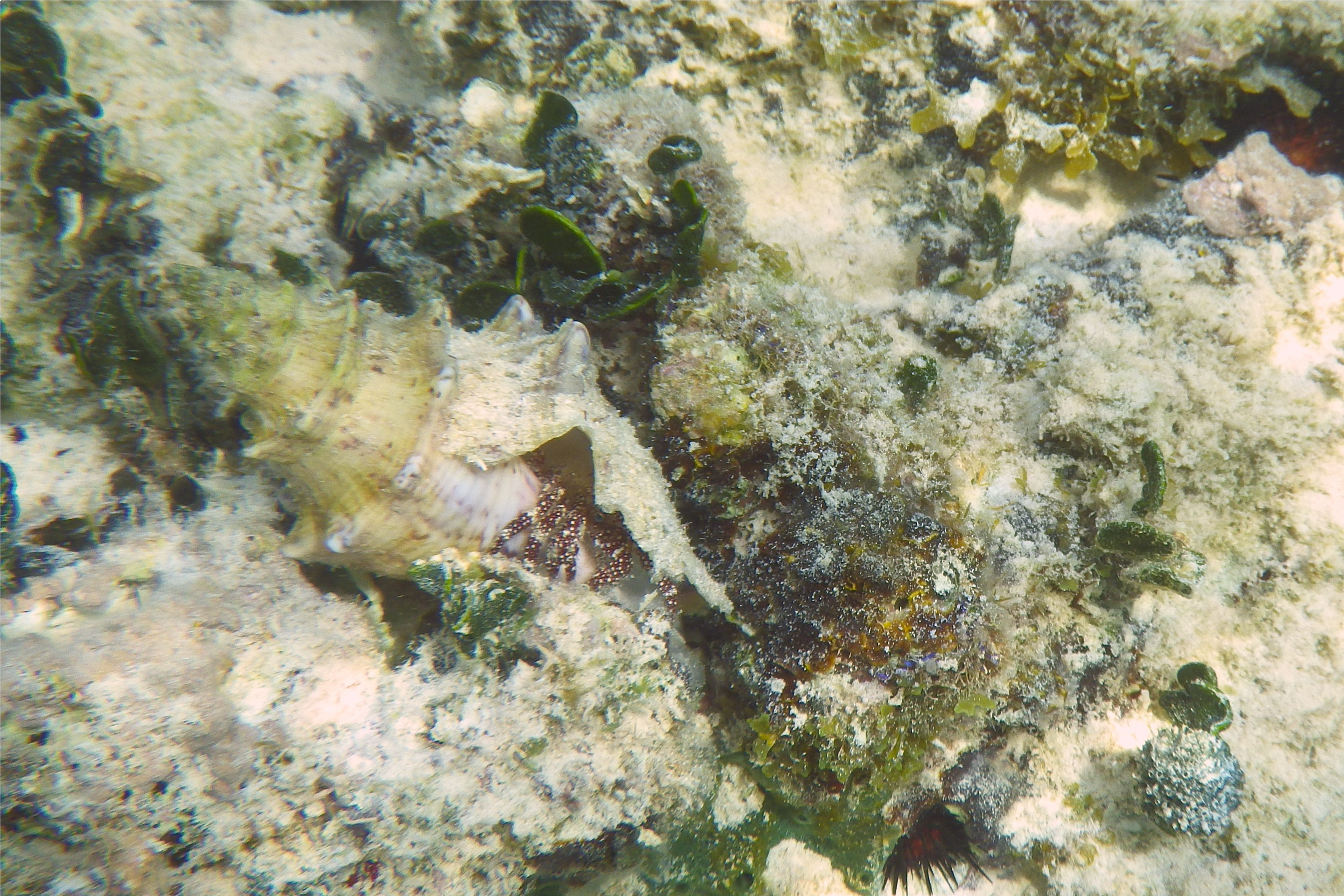 Crabs - White Speckled Hermit Crab - Paguristes punticeps