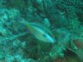 Parrotfish - Redband Parrotfish - Sparisoma aurofrenatum