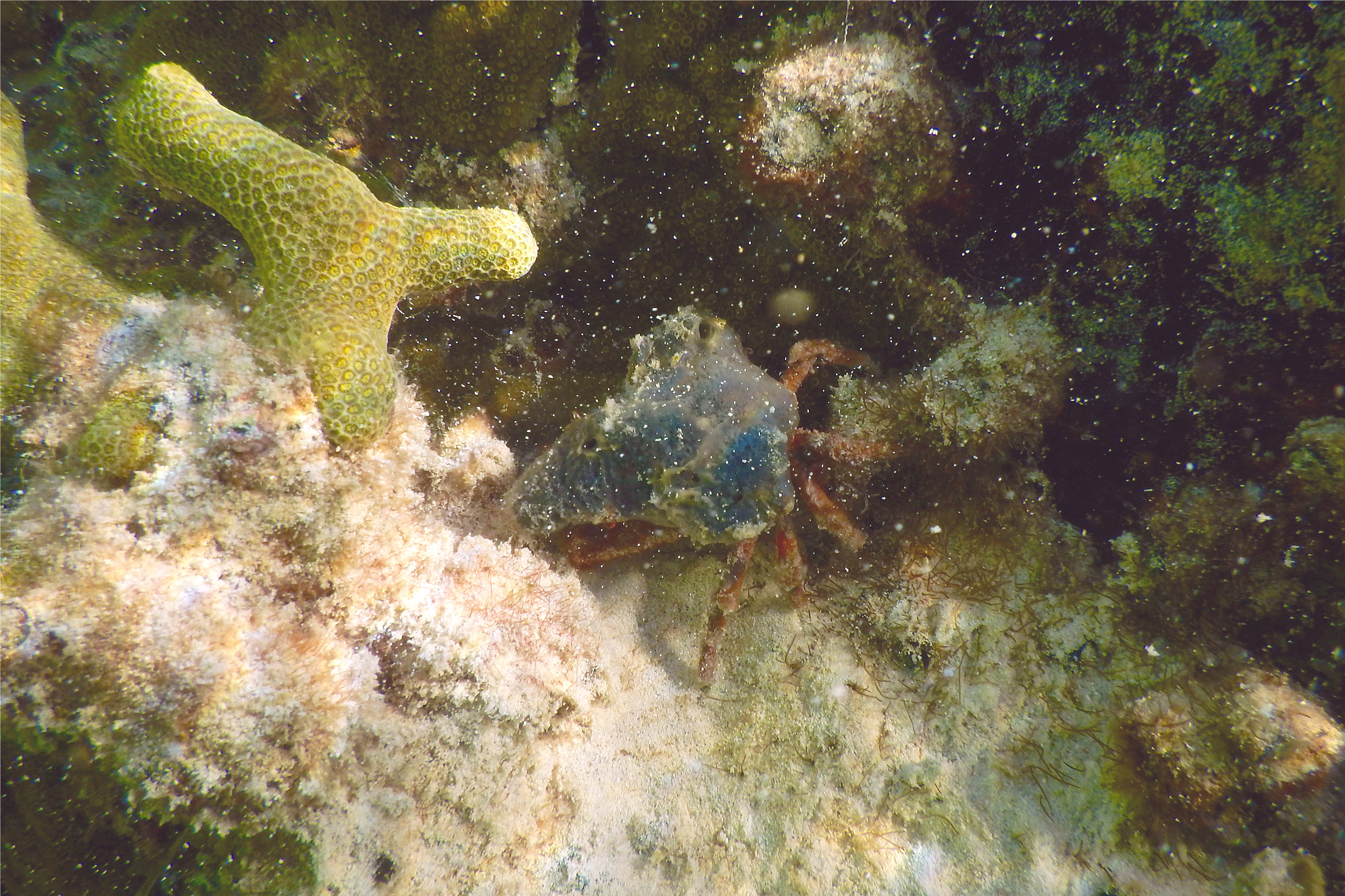 Crabs - Sponge Decorator Crab - Hyastenus elatus