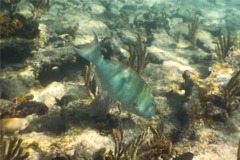 Parrotfish - Redtail Parrotfish - Sparisoma chrysopterum