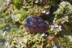 Sea Snails - Reticulated Cowrie-Helmut - Cypraecassis testiculus