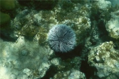 Sea Urchins - West Indian Sea Egg - Tripneustes ventricosus