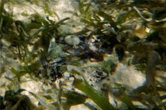 Sea Urchins - Sea Biscuit - Clypeaster rosaceus