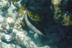 Groupers - Coney/Brown variation - Cephalopholis fulvus