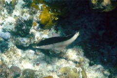 Groupers - Coney/Brown variation - Cephalopholis fulvus