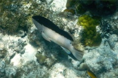 Groupers - Coney/Brown variation - Cephalopholis fulvus