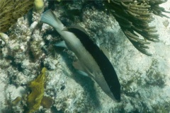 Groupers - Coney/Brown variation - Cephalopholis fulvus