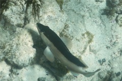 Groupers - Coney/Brown variation - Cephalopholis fulvus