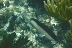 Groupers - Coney/Brown variation - Cephalopholis fulvus