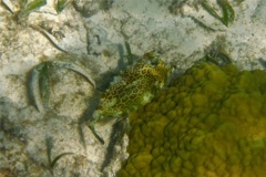 Trunkfish - Honeycomb Cowfish - Acanthostracion polygonia