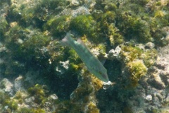 Wrasse - Slippery Dick - Halichoeres bivattatus